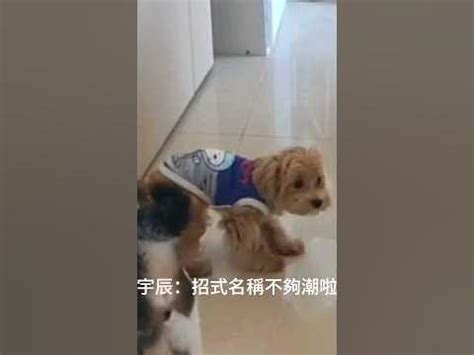 打狗吃